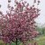 Malus Rudolph (Svarte Rudolf), Prydnadsapel, 90-110 stam co