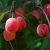 Malus Rudolph (Svarte Rudolf), Prydnadsapel