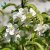 Malus toringo Maskerad ® E (Ep Malma), Rönnbärsapel, 90-110 stam co