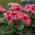 Pelargonium grandiflorum Mandarin ®