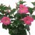 Mandevilla sanderi Divina ® Prime Rose