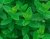 Marockomynta, Stickling, Mentha x villosa Moroccan