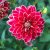 Dahlia Dekorativ Maxime 1st