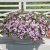 Småpetunia, Stickling, Million Bells MiniFamous ® Uno Double Pink 3-pack