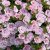 Småpetunia, Stickling, Million Bells MiniFamous ® Uno Double Pink 3-pack