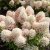Hydrangea paniculata Living Milk & Honey ®