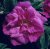 rugosa Moje Hammarberg, Buskros, C4