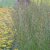 Molinia caerulea subsp. arundinacea Windspiel, Jättetåtel
