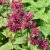 Monarda didyma Bee-True ®, Temynta, P11cm