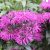 Monarda didyma Rockin Raspberry ®, Temynta, C3