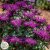 Monarda didyma Rockin Raspberry ®, Temynta, C3