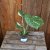 Monstera deliciosa Thai Constellation