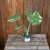 Monstera deliciosa Thai Constellation