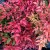 Nandina domestica Obsessed ® (Seika), Nandina/Himmelskbambu