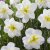 Stjärnnarciss Narcissus Lemon Beauty 5st