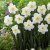 Stjärnnarciss Narcissus Lemon Beauty 5st