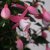 Fuchsia Upprätt, Nelli 3-pack