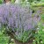 Nepeta faassenii Walker´s Low