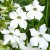 Blomstertobak, Stor, Grandiflora