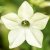 Blomstertobak, Lime Green