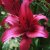 Lilium hybr. November Rain, Hybridlilja, P11cm