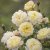 Rosa austin Nye Bevan ® Jonathan Buckley David Austin Roses