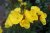 Oenothera fruticosa Fyrverkeri, Gullnattljus, C11cm