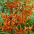 Lilium martagon Orange Marmalade, Krollilja, P11cm