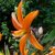 Lilium martagon Orange Marmalade, Krollilja, P11cm