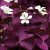 Oxalis Burgundy Wine, stickling 3-pack