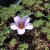 Oxalis enneaphylla Fairytale, Klippoxalis, P9cm
