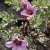 Oxalis enneaphylla Fairytale