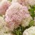 Hydrangea paniculata Living Little Love ®