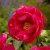 Paeonia hybrid Paula Fay, Pion, C3