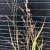Panicum virgatum Blue Darkness, Jungfruhirs, P9cm