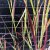 Panicum virgatum Blue Darkness, Jungfruhirs, P9cm