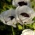 Papaver orientale Royal Wedding, Jättevallmo
