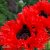 Papaver orientale Türkenlouis, Jättevallmo, P9cm