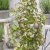 Parrotia persica Persian Spire ®, Papegojbuske
