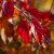 Parrotia persica Persian Spire ®, Papegojbuske