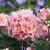Pelargonium x hortorum Moonlight ™ Loki
