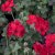 Hängpelargon Marcada Dark Red, stickling 3-pack