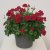 Hängpelargon Marcada Dark Red, stickling 3-pack
