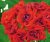 Pelargon Rosebud