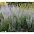 Perovskia atriplicifolia Little Spire ®, Perovskia / Himmelsspira, SQ1
