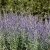 Perovskia atriplicifolia Little Spire ®, Perovskia / Himmelsspira, SQ1
