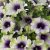 Petunia, Stickling, Amazonas ™ Plum Cockatoo 2-pack