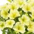 Petunia, Stickling, Viva ® Austria Yellow 3-pack