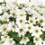 Petunia, Stickling, Vivini ™ White 3-pack