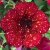 Petunia x hybrida AlpeTunia ® Burgundy Sky